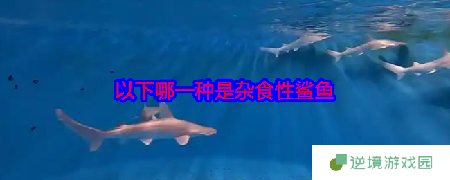以下哪一种是杂食性鲨鱼
